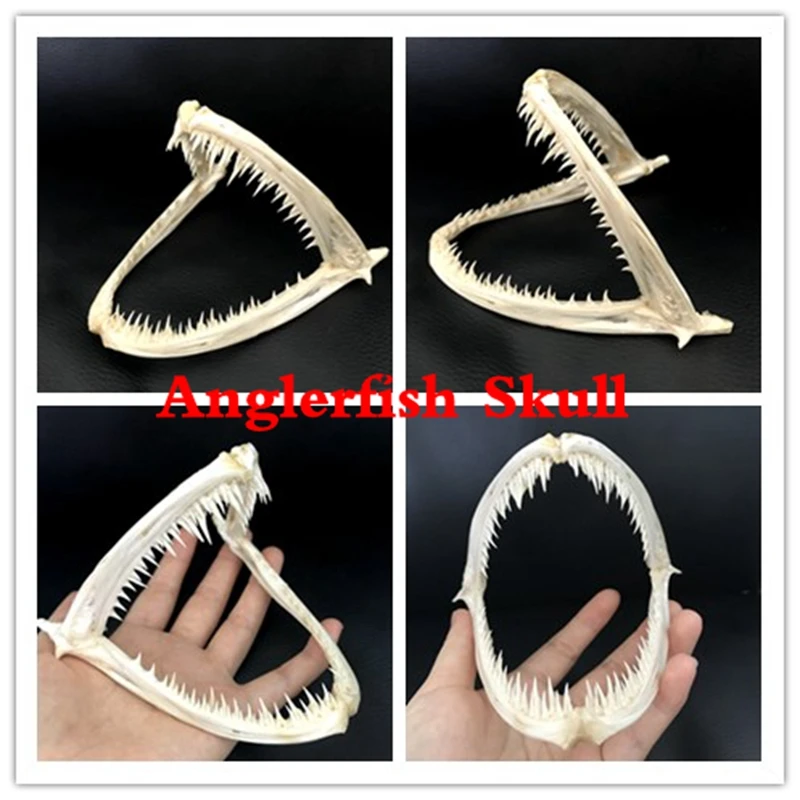 

1Pcs Real Anglerfish Fish mouth bone skull Animal specimen Artdecorate