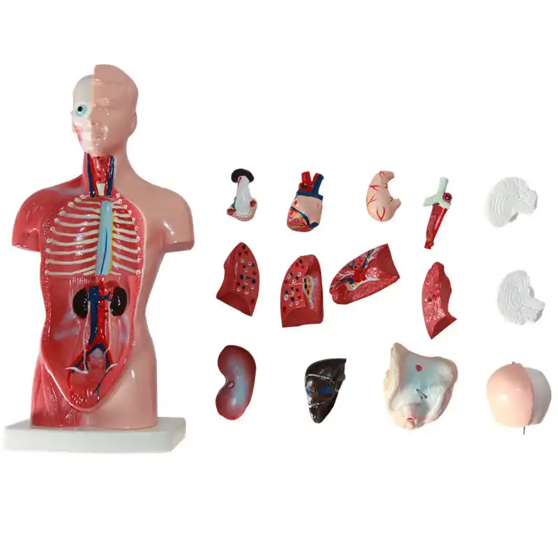 human body educational toys