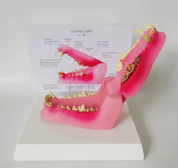Canine Pathology Jaw Model Medical Dog приблизительная медицинская меридиановая хирургия|jaw