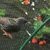 2m / 4mx10m Anti Bird Protect Tree Net Fruit Crop Plant Garden Pond Netting Mesh