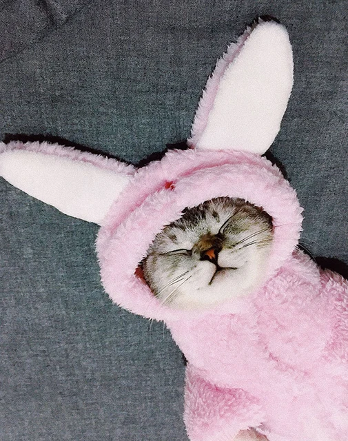 Cats Coat Jacket | Pet Cat Clothes | Animals Outfit | Pets Clothing | Dog Clothes - Pet - Aliexpress