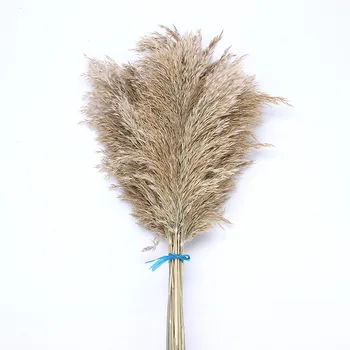 

Natural Dried Reed Pampas Grass 50pcs Flower Plant Wedding Decoration Bouquet Modern Home Decor Free Shipping