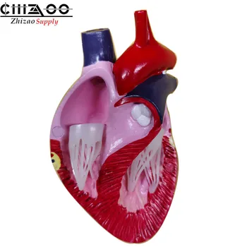 

Animal Healthy Dog Heart Model Canine Heart Anatomy Model