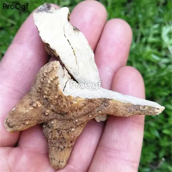 

Ngryise 200Gram A Set Bletilla striata