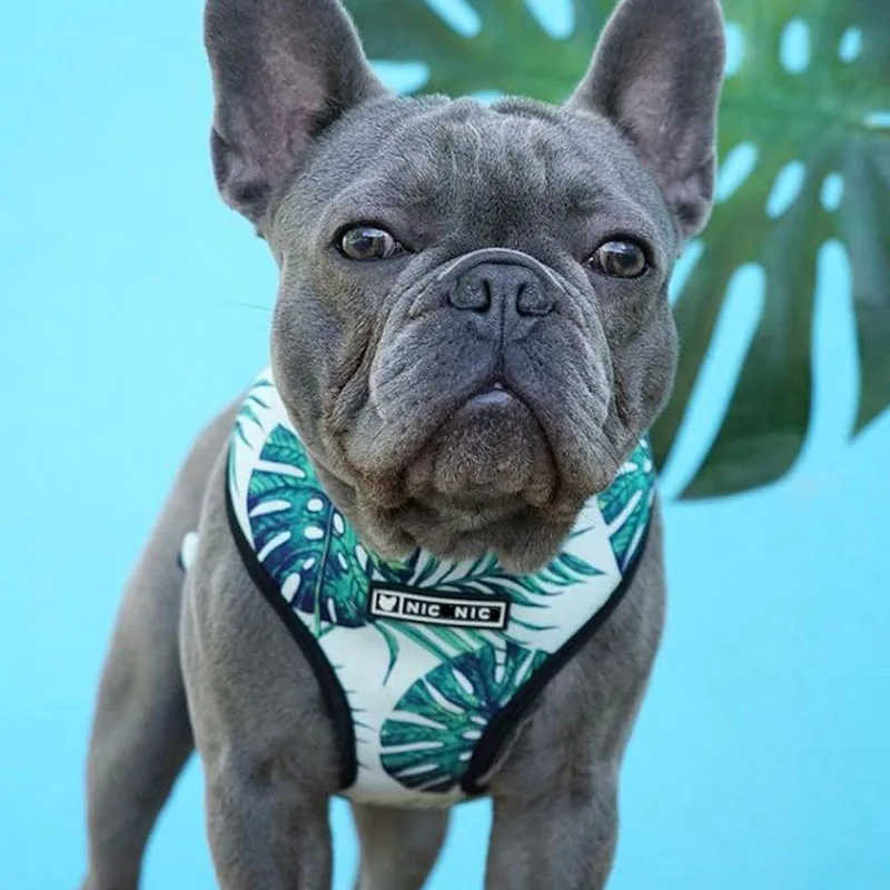 frenchie dog harness