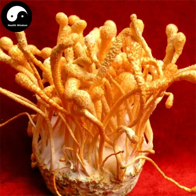 Chong Cao Hua, Cordyceps Militaris, грибные кордицепсы