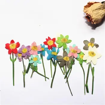 

Reported Hip-hop Flower Dried Flower Embossed Specimen Epoxy Mobile Phone Shell Jewelry Flower Material