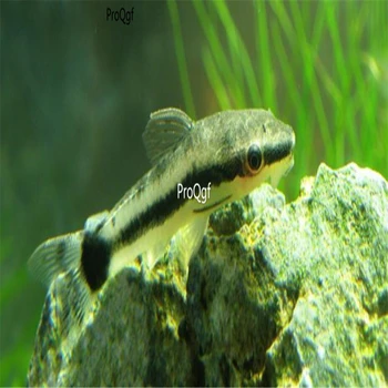 

Ngryise 2Pcs A Set otocinclus affinis