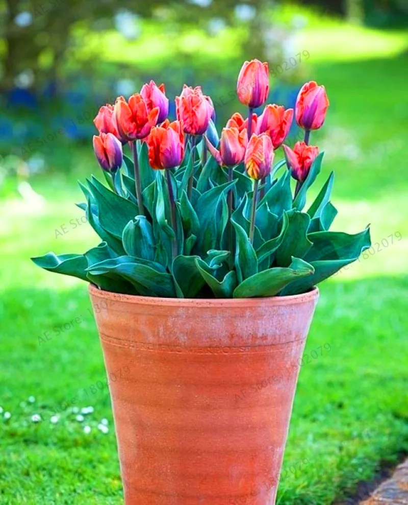 103 шт./пакет в форме тюльпана от flores Редкие бонсай растения, красивые тюльпаны в горшке, многолетнее на приусадебных участках, а также в форме тюльпана от завода - Цвет: 19