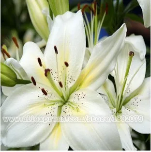 9 Лилия бонсай, дешевые духи Лилия Флорес, желтый, белый, красный, розовый, фиолетовый цветок лилии, садовые растения, различные сорта, 100 шт - Цвет: 9