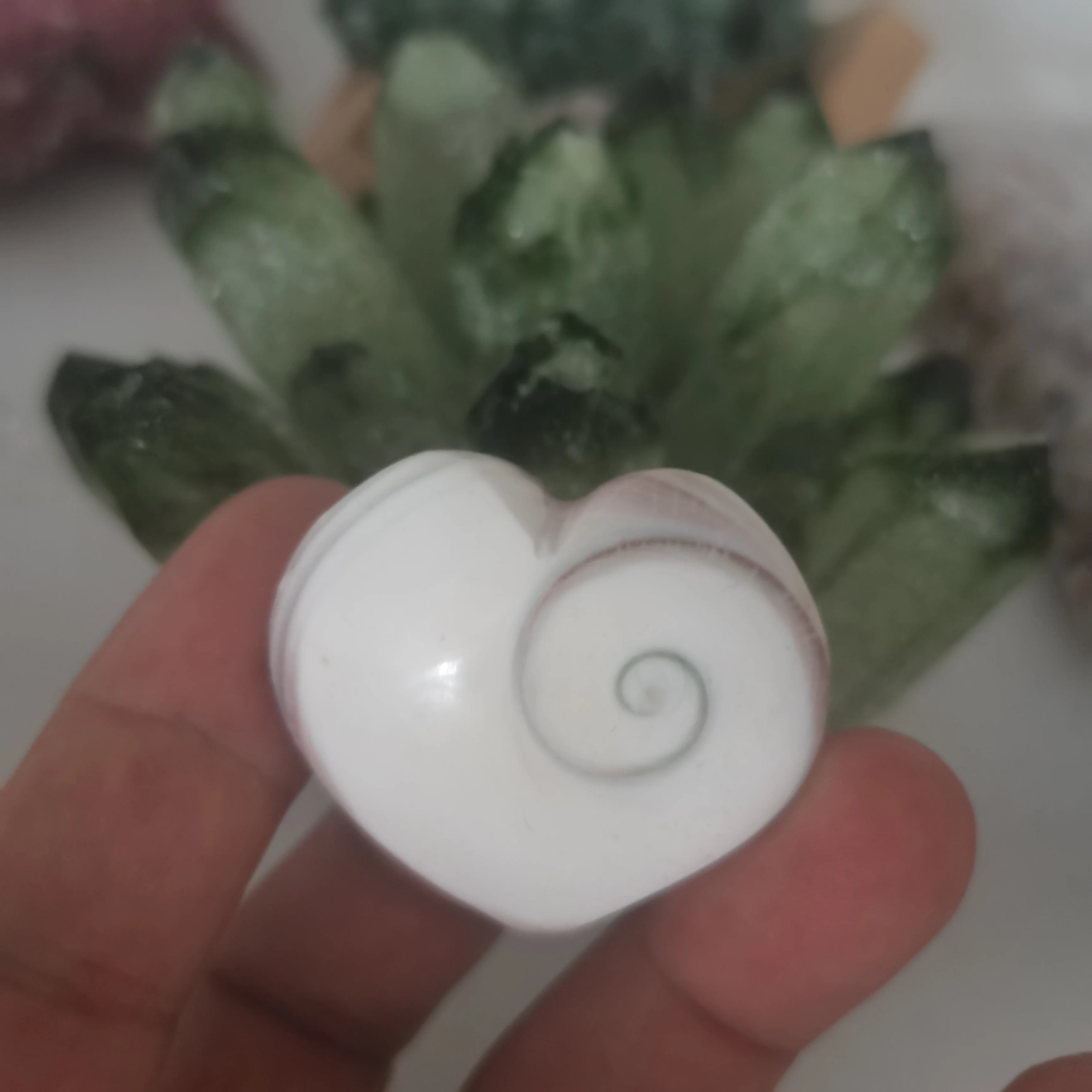 3Pcs Natural Sun Shell Fossil Fossil Esemplare Crystal Love Heart Reiki Shiva Eye