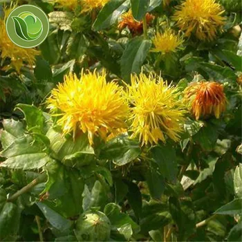 

Carthamus Tinctorius Seeds- Safflower - False Saffron