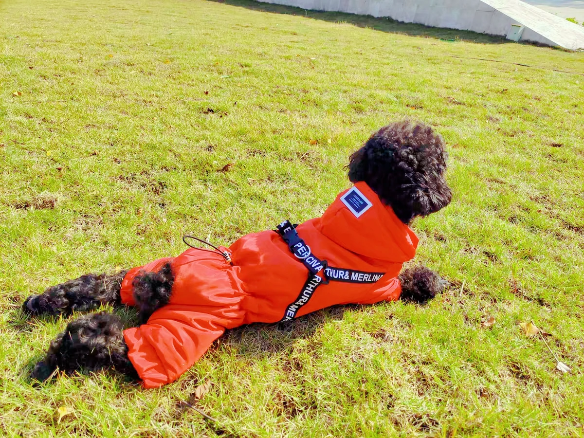 quente casaco casaco filhote de cachorro chihuahua