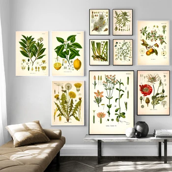 Koehler's Vintage Botanical Canvas Prints 1