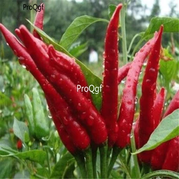 

Ngryise 3000Pcs Capsicum annuum L. var. conoides