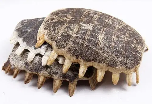 Turtle shell extr 10 1carapax trionycis Improve sexual function protect cardiovascular system beautify skin and prevent 1