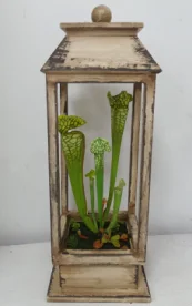 Artificial Green Purple Red Flocking Succulent Plants Home Garden Office Wedding Decoration Mini Bonsai Plante Artificielle1.5KG - Color: AL026FG)