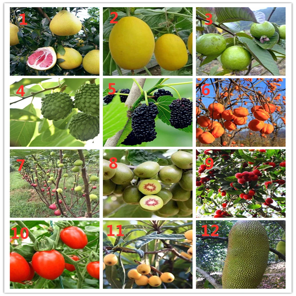 Чистый Loquat массаж эфирное масло Расслабление для Scrape терапии спа Улучшение сна