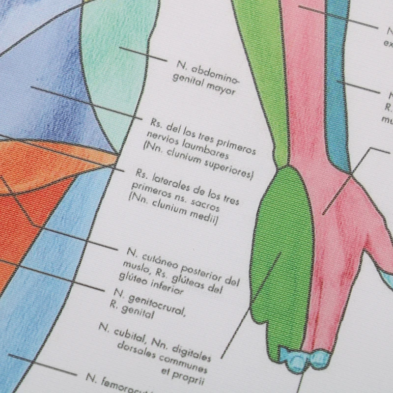 Горячая печать карта тела шелковая картина Настенная картина Анатомия Мышц Человека система художественный плакат для медицинского образования больница массаж карта