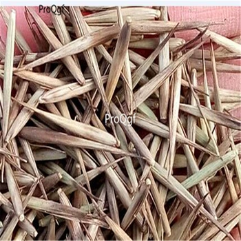 

Ngryise 1000Pcs A Set Phyllostachys heterocycla