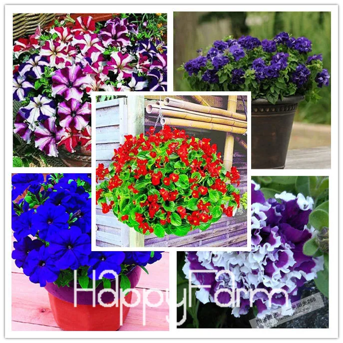 Лимонный ломтик Superbells calibachoa Petunia годовой цветок бонсай, 100 шт в упаковке, 24 цвета на выбор,# ZZSOIT