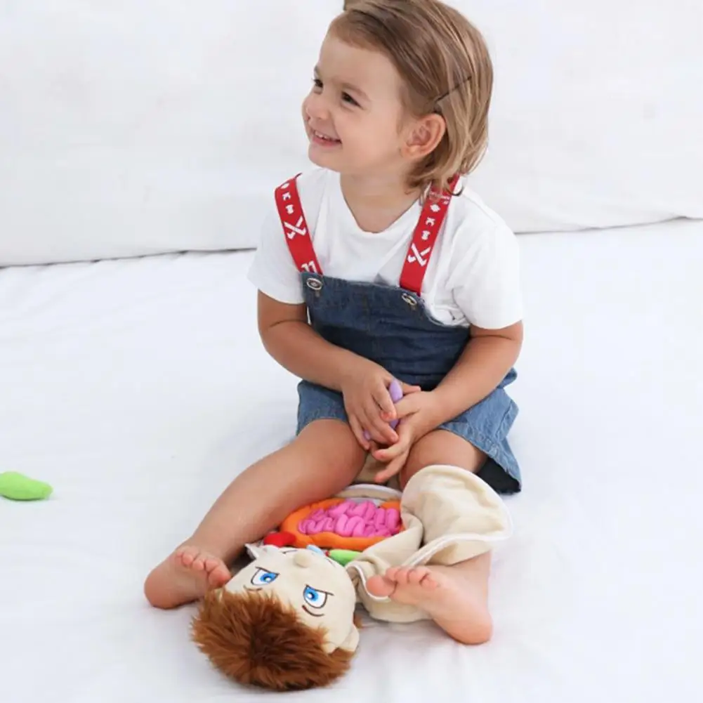 Accessoires pédagogiques pour enfants, parties du corps, anatomie, organes  du corps humain, Science, enseignement à domicile, jouets éducatifs -  AliExpress