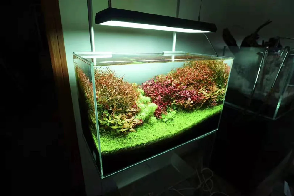 未開封 サプリ様専用 Chihiros Rgb Vivid2 ブラック フルセット 19最新モデル ペット用品 魚用品 水草 Rustavi Gov Ge