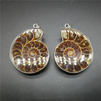 

Malagasy Conch Fossil Small Slice Open Slice Snail Edge Chrysanthemum Paleontological Fossil Teaching Specimen