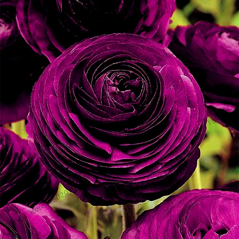 50 шт./пакет лютик Asiaticus цветок flores, многолетнее растение бонсай растения для дома и сада, легко растить