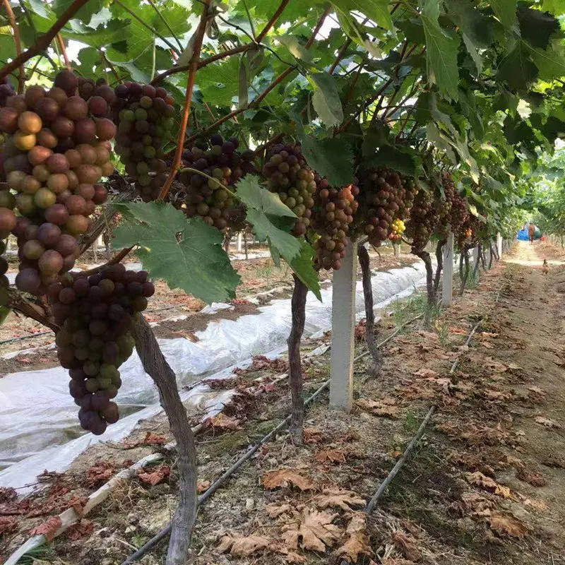 16mm Drip Irrigation Greenhouse Plants Micro Irrigation System 5~100m Streamline Seepage Pipe Drip Tape drip irrigation system