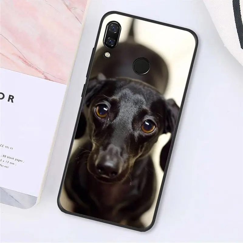 Cute Animal Dachshund Dog Puppy 