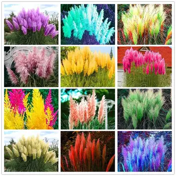 

100Pcs Plant Extraction Pampas Grass Essence Face Concealer DD-01