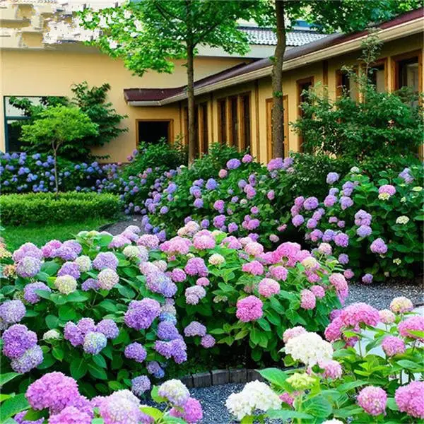 

Hot Sale! 10 pcs 100% Genuine Bonsai hydrangea paniculata 'Vanilla Fraise' ,Hydrangea bonsai flower planta for home garden