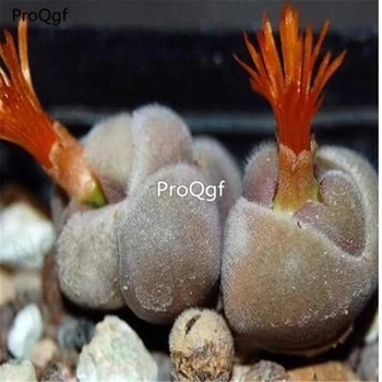 

Ngryise 100pcs a set perdurans CR 1563