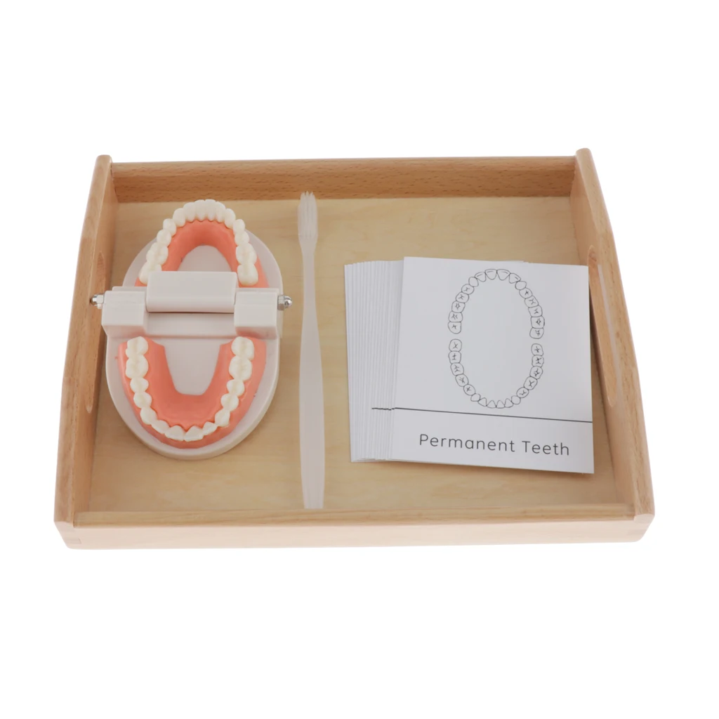 Human Mouth Teeth Model School Teaching Tools Magnification Kid Study Teeth Tongue Model Kit Mouth Caring Tool 