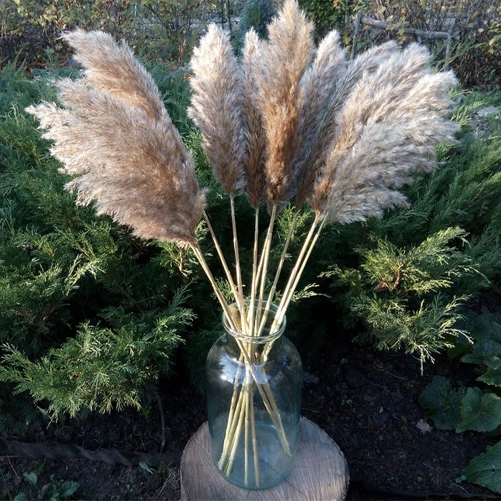 White Color and Raw Fluffy Wedding Use Pampas Flower Bunch Beautiful Reed Christmas Decor Grass | Дом и сад