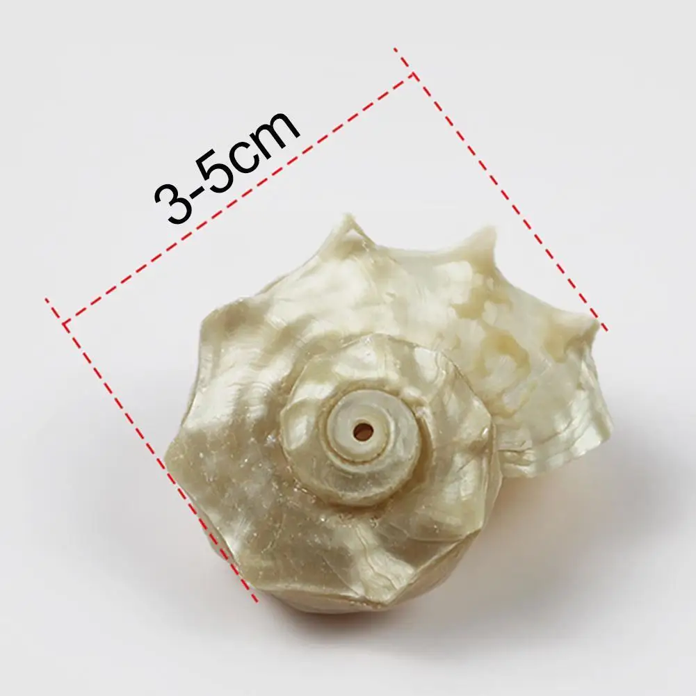 Natural Shell Ornaments Mediterranean Seashells Decorative Large Sea Specimen Thorn