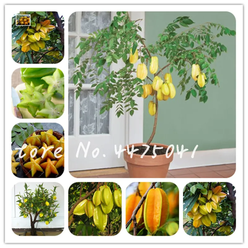

Organic 300 pcs Imported Carambola Bonsais Star Fruit Tree Shrub Fruit Edible Starfruit for Home Garden Flower Pot Planters
