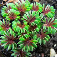 Красные Oxalis цветные цветы бонсай 100 шт Редкие Планты для сада, дома, посадки цветов oxalis растения на продажу