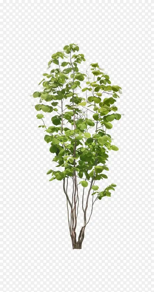 木棉花叶子png图片素材免费下载 图片编号qjkolkjj Pngbag素材网