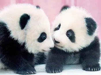 

Diamond Embroidery Animals DIY Diamond Painting Cute Panda Decoration Home Gifts Full Square/Round Diamond Picture Of Rhinestone