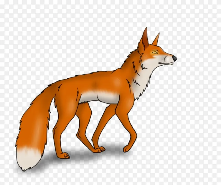 红狐狸 野狼 灰狼 红狼 狐狸png图片素材免费下载 图片编号 Png素材网