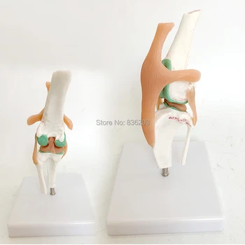 

Anatomical Canine/Dog Knee Joint Model for sale medical Anatomy meridian surgery Model skeleton shadow esqueleto anatomia