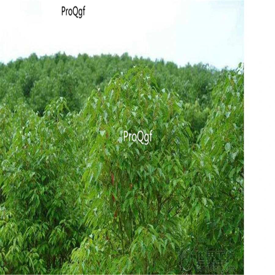 Ngryise 1000 шт набор Cinnamomum camphora
