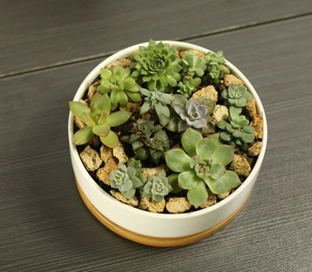 Ceramic Succulent Plant Pot, White Porcelain, Deep Rounded Flower Pot with Bamboo Tray, Office Desktop Table, Bonsai Zakka