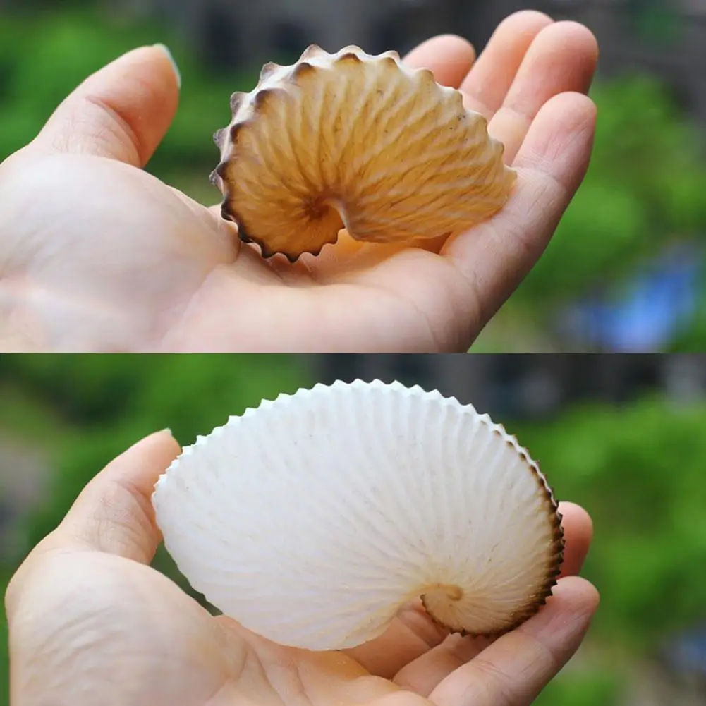 1PCS 5cm Natural Conch Shell Mediterranean Terraces Wall Decoration Collection Gifts Large Octopus Coral Snail Shells Specimens natural shell ornaments