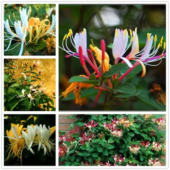 

Plant Flower Bath Salts Climbing Honeysuckle Essence 100Pcs XZZ-137