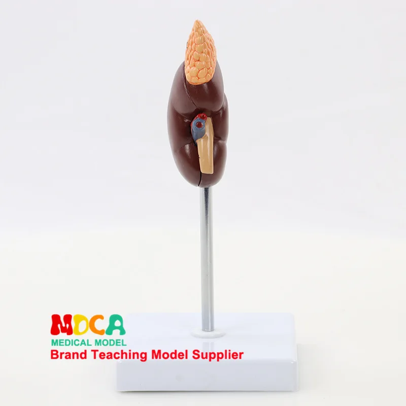 Human Urinary Section Natural Large Kidney Model Urinary System Renal Structure Medicine Teaching Msz002
