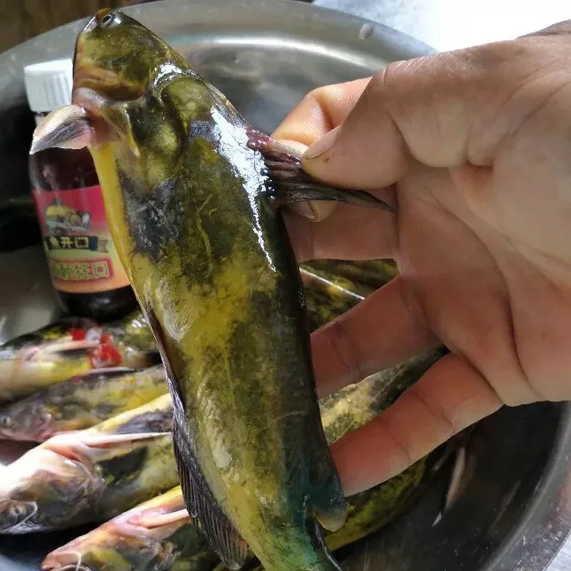

Pelteobagrus Mad kou ang Public Fishing ~~~ Small Yellow Bone ga yu Bait ~~~ Wang ang Thorn Phagostimulant Huang Lading Play Nes