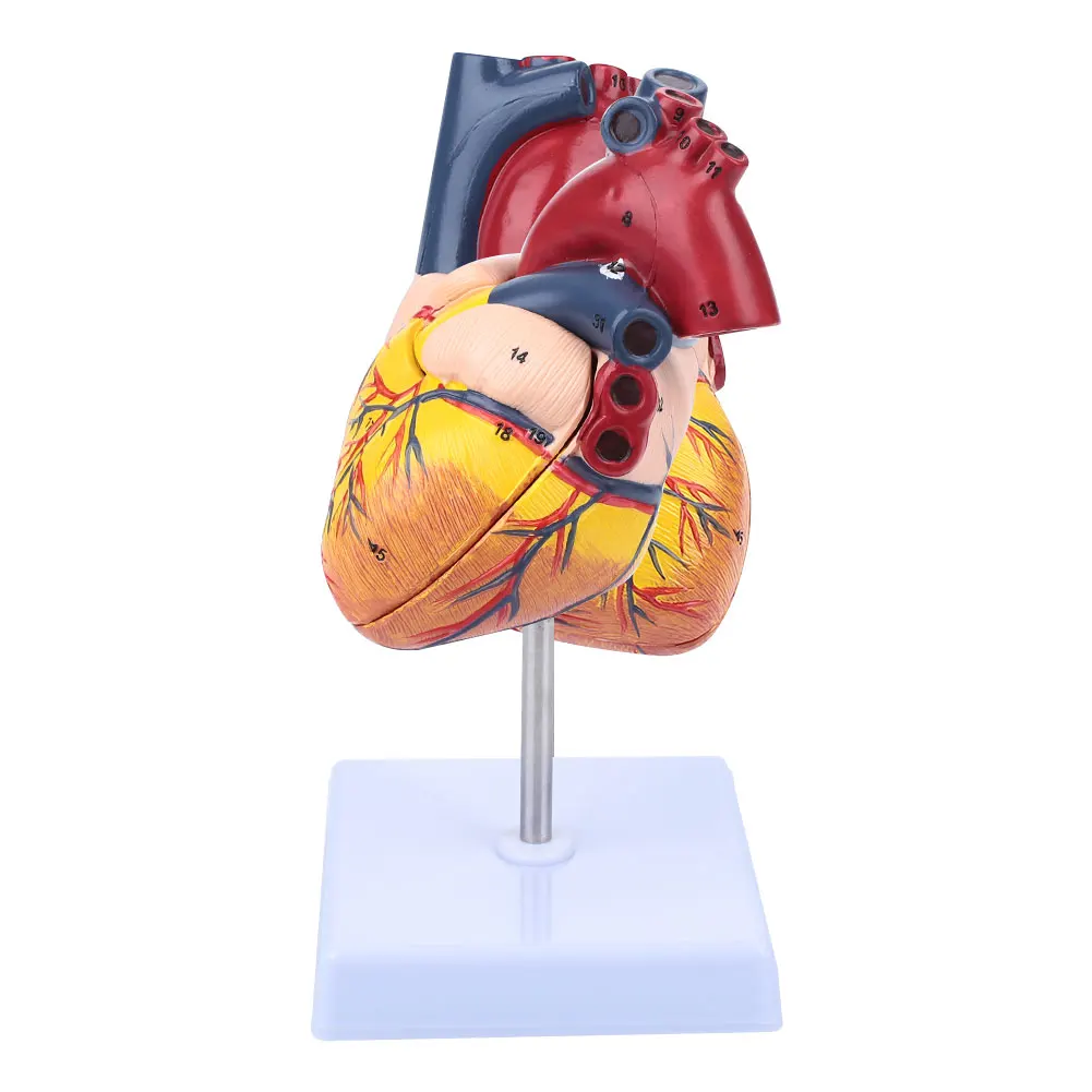 

Heart Model PVC Dismountable Parietal Engraving Anatomy Medical Sculpture Skeleton Anatomical Study School Educational Supplies